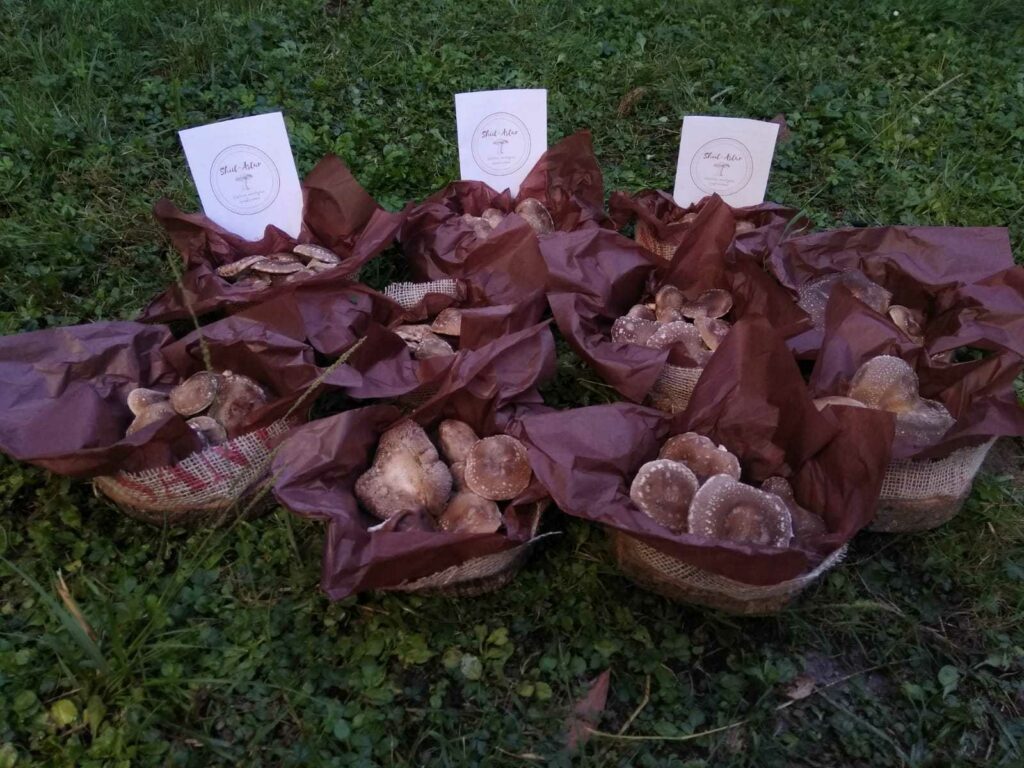 Shiitake ecológico Shiit-Astur